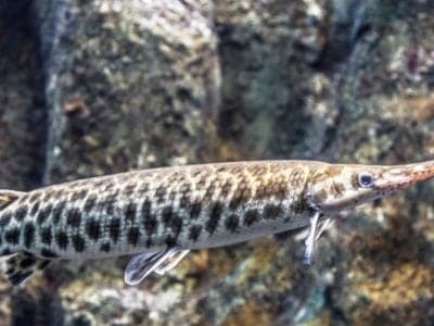 A Spotted Gar