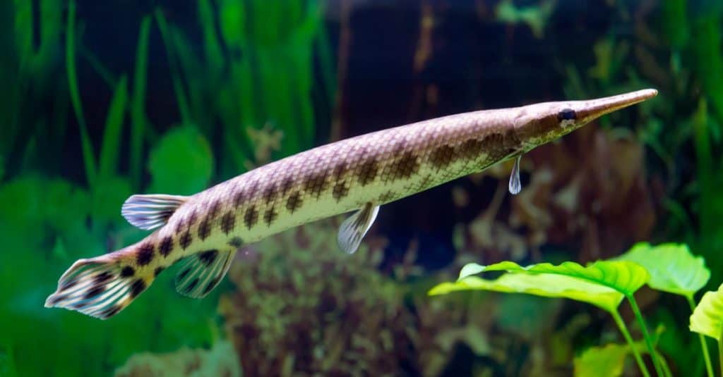 Spotted Gar aka Lepisosteus Oculatus in aquarium