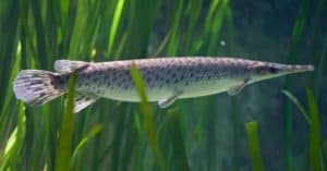 Discover the Largest Spotted Gar Ever Caught in Indiana Picture