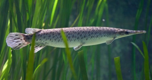 Discover the Largest Spotted Gar Ever Caught in Indiana - A-Z Animals