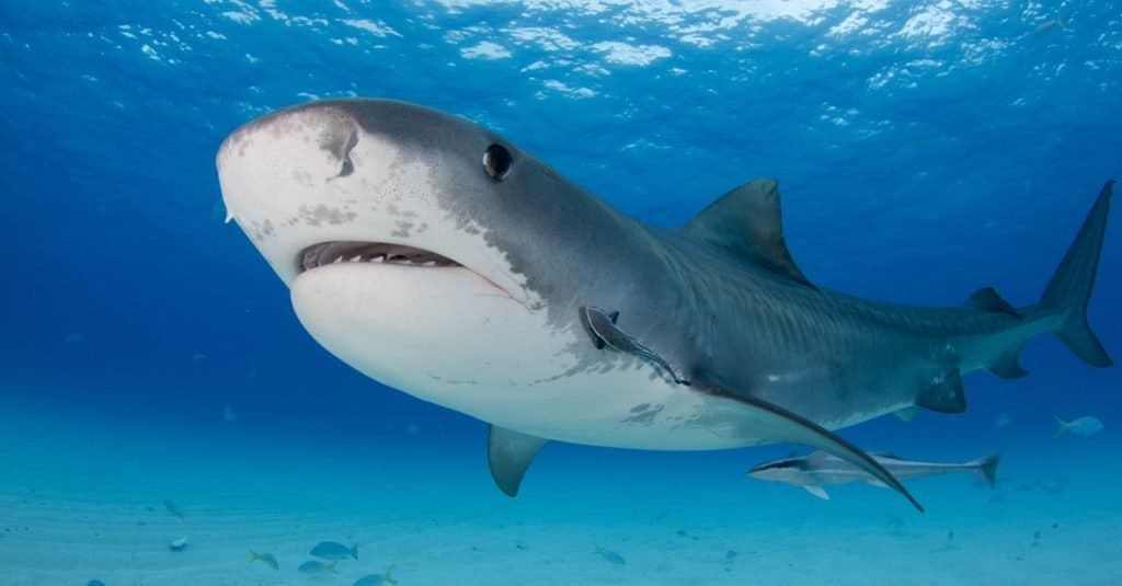 Biggest Fish in the World: Tiger Shark