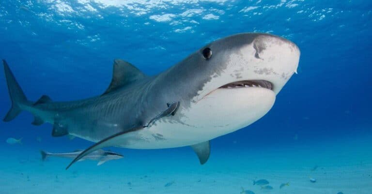 Biggest Fish in the World: Tiger Shark