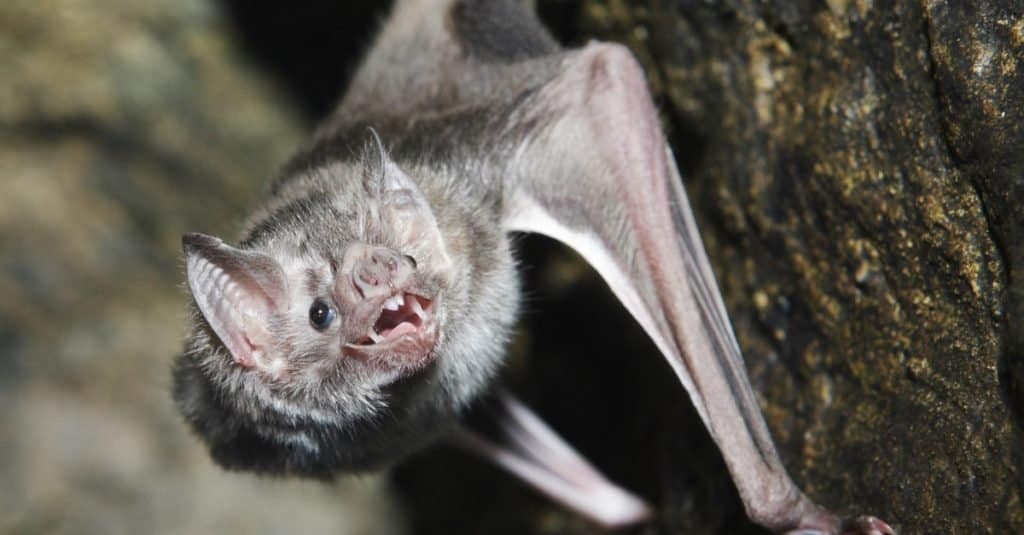 A vampire bat with its mouth open on the side of a rock.