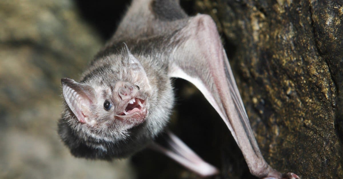 vampire bats teeth