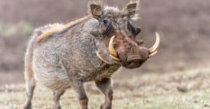 Wild Warthogs Charge at a Crocodile with Their Tusks in Defense of Their Young! Picture