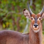 Waterbuck