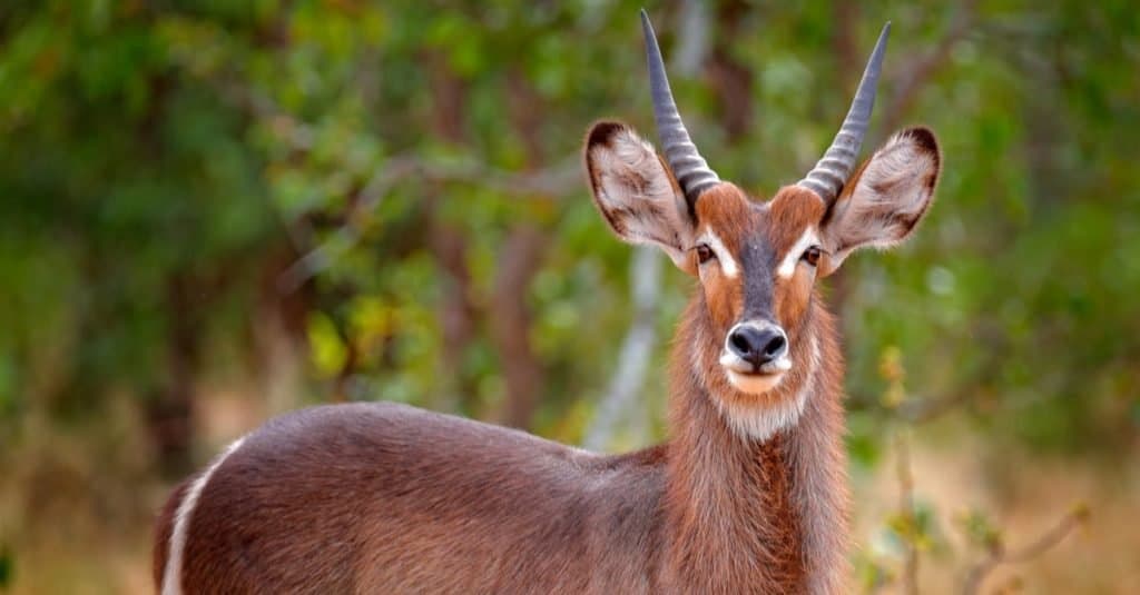 waterbuck, buck