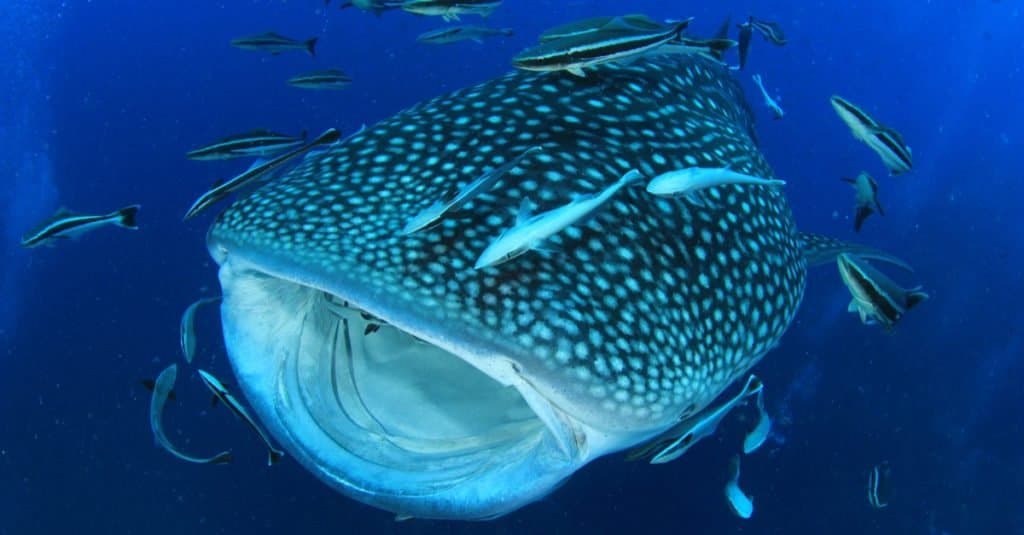 Largest Whale Shark  - whale shark feeding