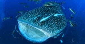 Whale Shark Size Comparison: The Largest Shark Picture