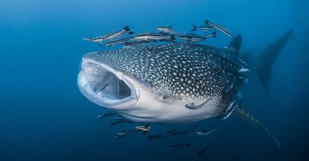 giant whale shark compared to human