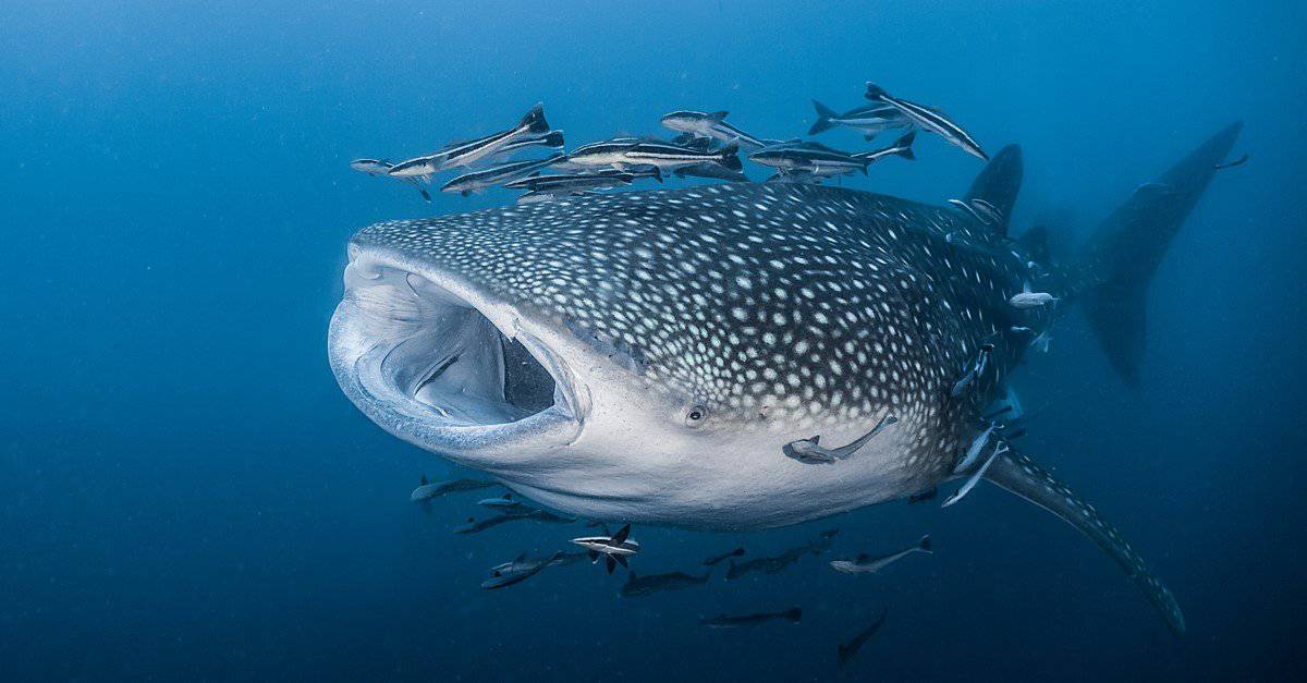 The 10 Biggest Fish Still Swimming Today's Oceans - A-Z Animals