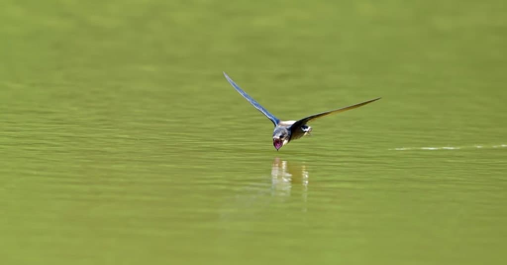 Fastest Birds in the World: White-throated Needletail