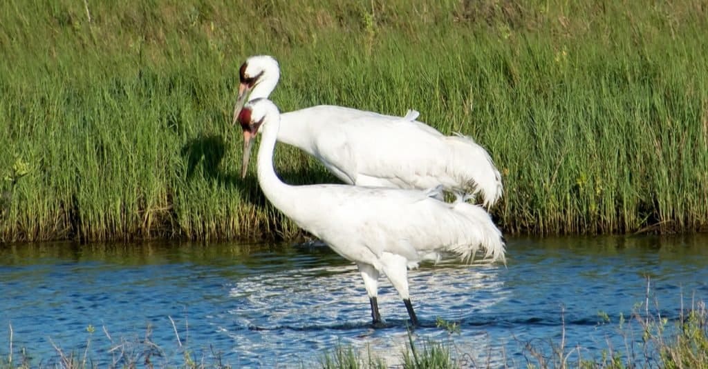 Animal That Mates for Life: Whooping Crane