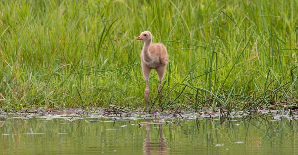 Young Whooping Crane standing in the marsh