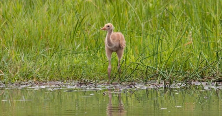 Young Whooping Crane standing in the marsh