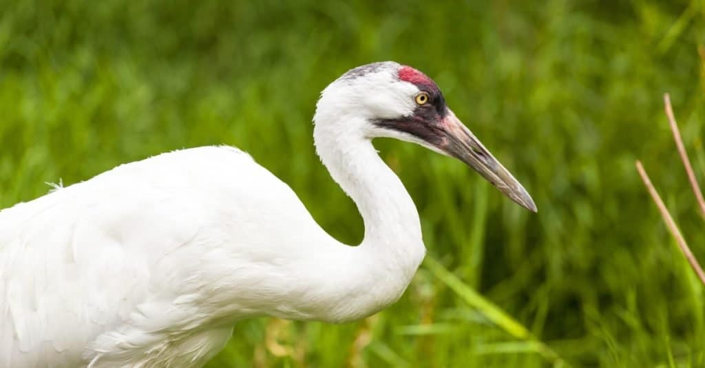 Whooping crane standing in a swamp, close-up