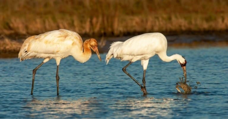 Adult (right) and juvenile (left) Whooping Crane (Grus americana) during winter in marshland in Aransas County, Texas, USA