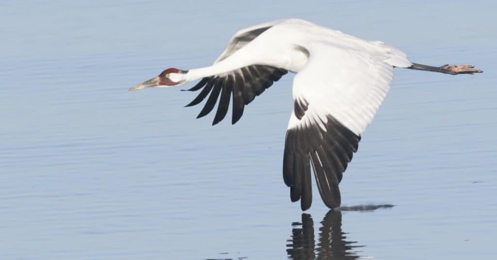 Whooping Crane in Flight with Wing Touching Water
