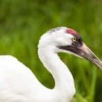 Whooping crane