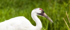 Whooping Crane standing in the marsh, close-up
