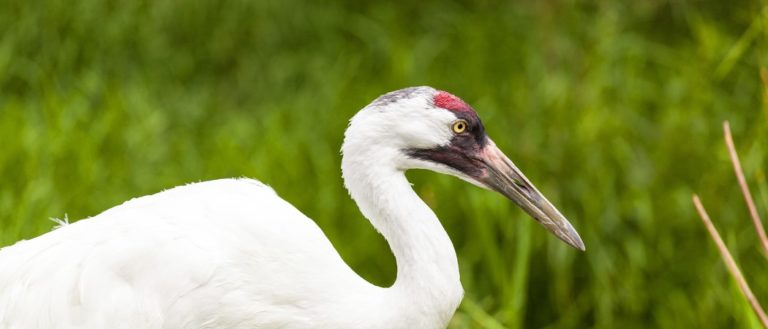 Whooping Crane