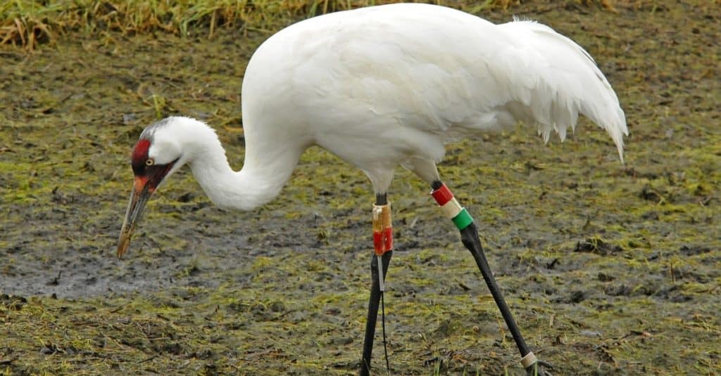 Whooping crane looking for food in a marsh