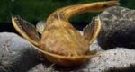 banjo catfishes
