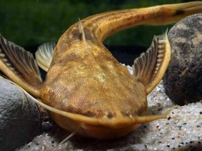 A Banjo Catfish