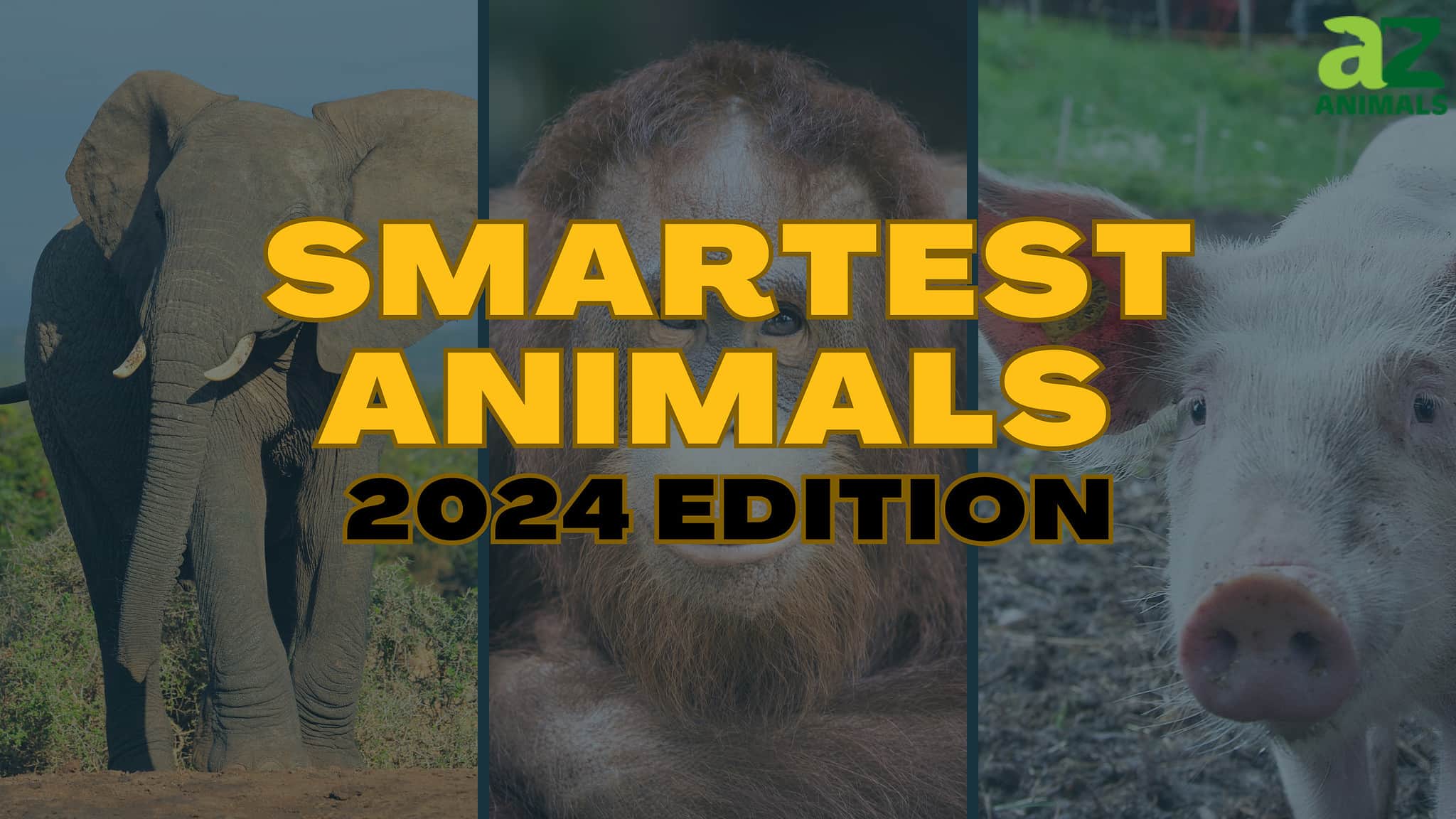 The 10 Smartest Animals in the World - Updated 2024 Rankings - A-Z Animals