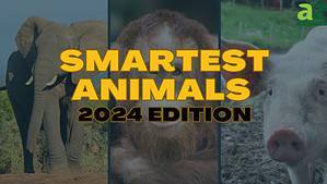The 10 Smartest Animals in the World – Updated 2024 Rankings Picture