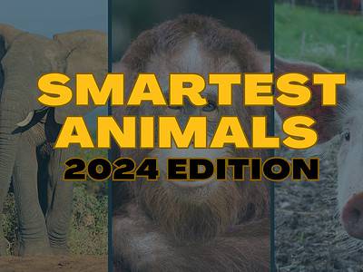 A The 10 Smartest Animals in the World – Updated 2024 Rankings