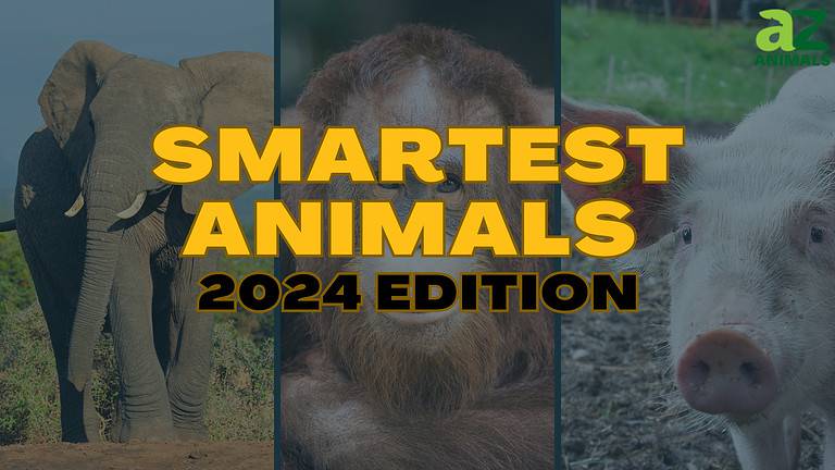 Smartest Animals