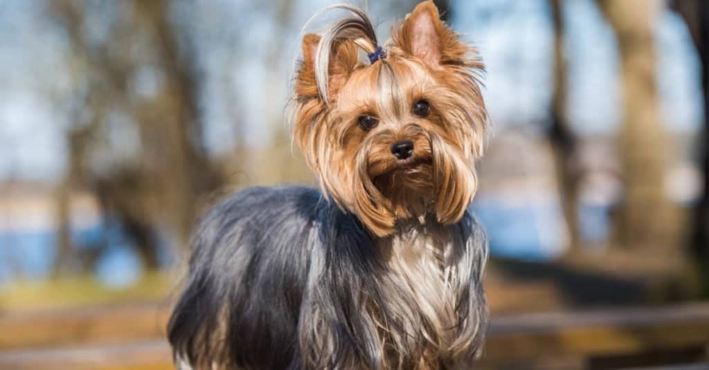 yorkie