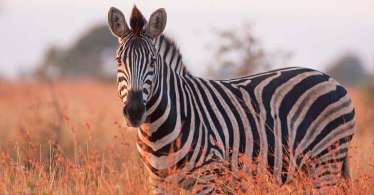 plains zebra, equus quagga