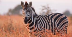 Zebra Spirit Animal Symbolism & Meaning Picture