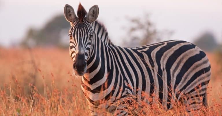 Safari Animals You MUST See: Zebra