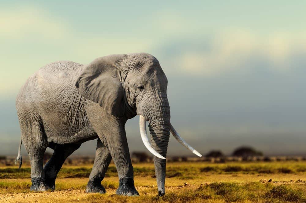 Safari Animals You MUST See: African Elephant