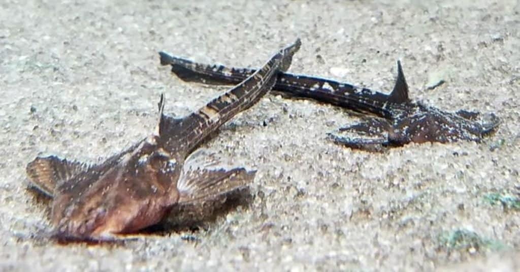 banjo catfish sitting on sand