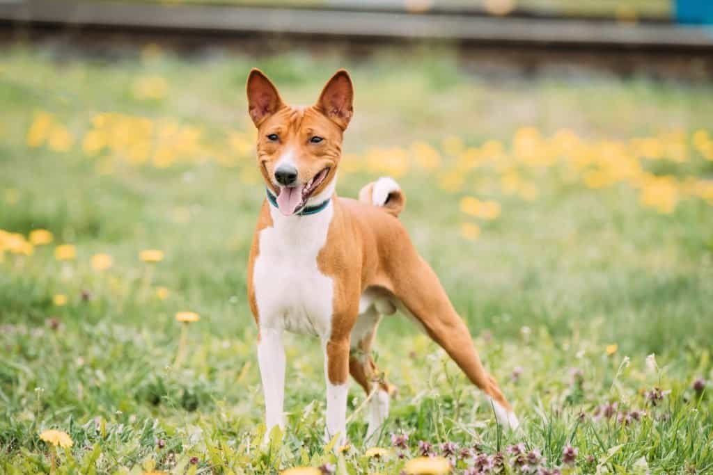 A Basenji standing in the grass with yellow flowers in the background.