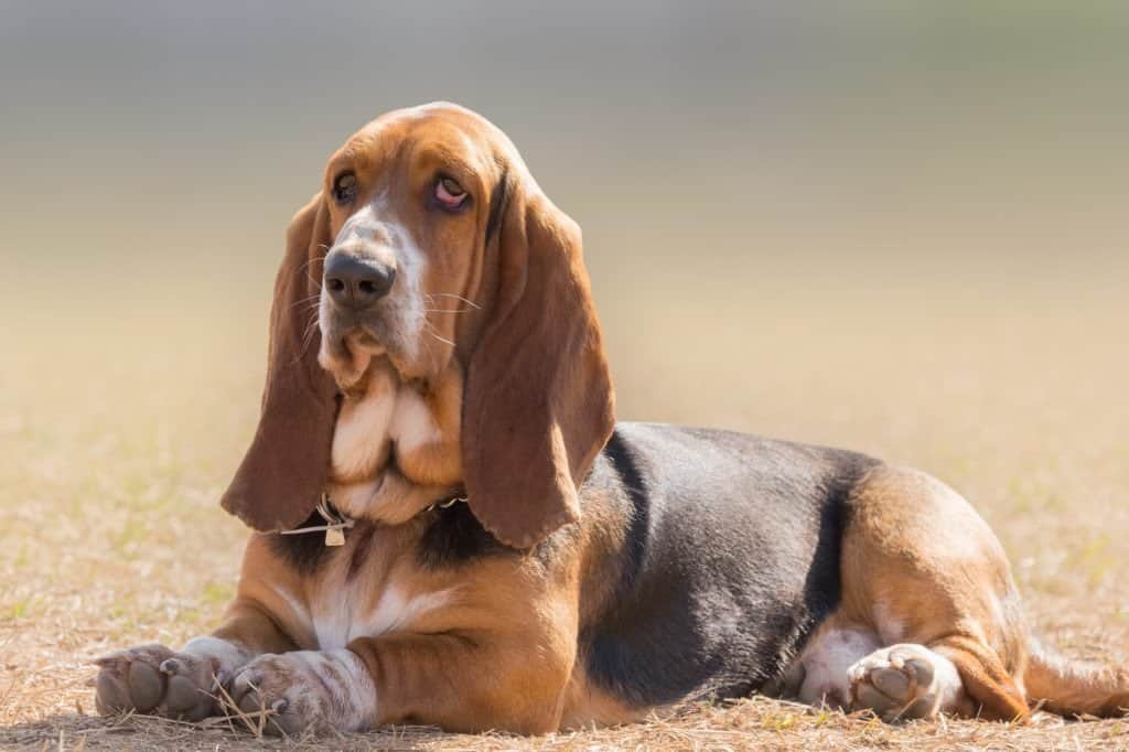 Basset hound lying on dry grass