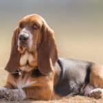 Basset hounds' scenting ability is remarkable, second only to that of bloodhounds.