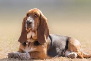 Are Basset Hounds the Most Troublesome Dogs? 12 Common Complaints About Them  Picture