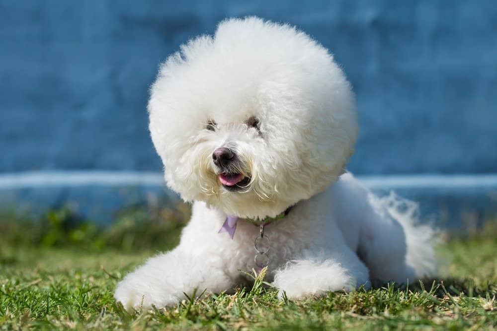 A Bichon Frise with its tongue out. 