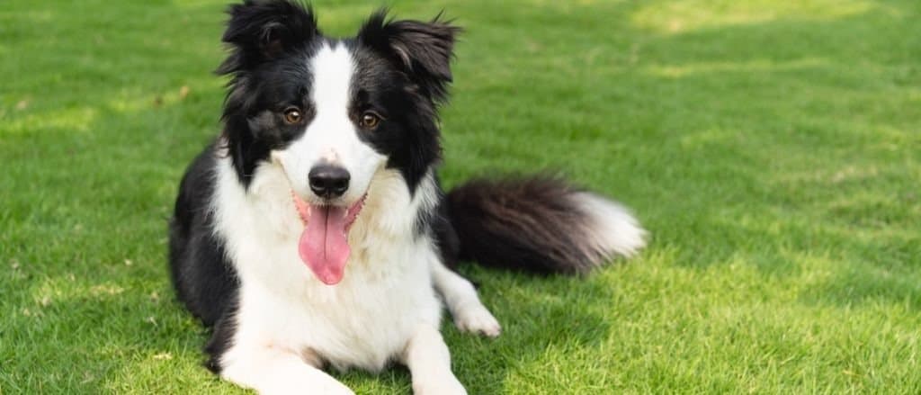 smartest dog breeds - Border Collie - header