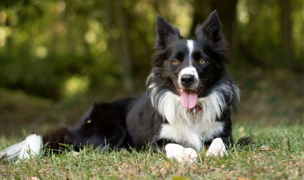 A Border Collie paying in the grass with its tongue out.