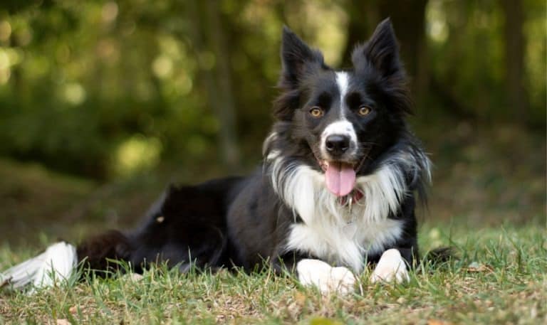 Border Collie Exercise Needs: How to Keep Your Pup Happy and Healthy ...