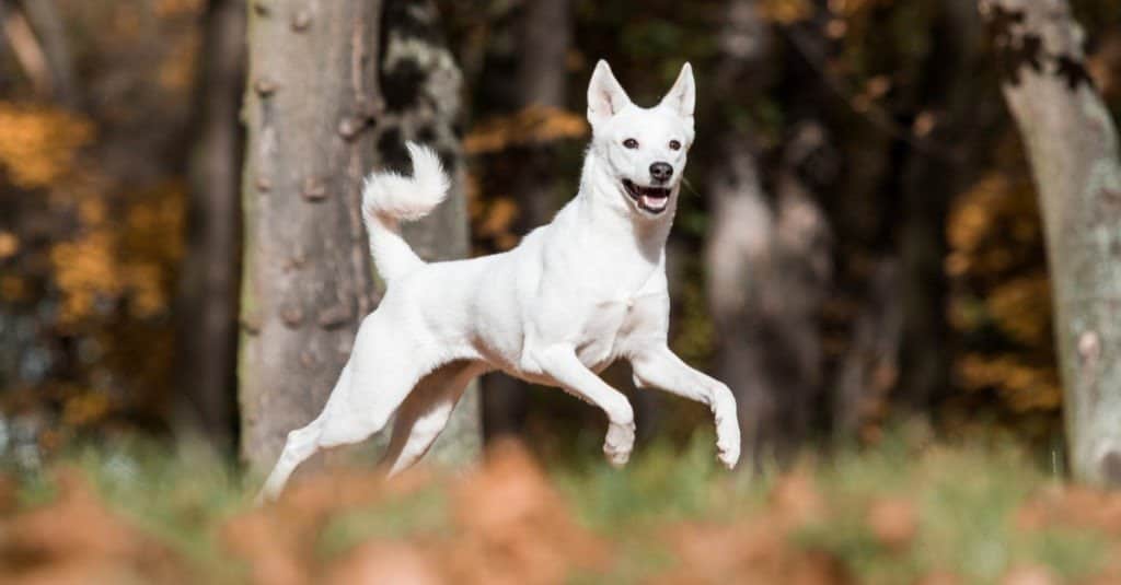 Canaan Dog Dog Breed Complete Guide | AZ Animals