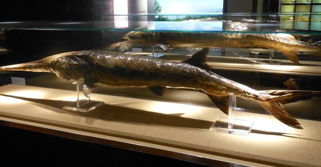 Au revoir les monstres de la rivière : des scientifiques déclarent l'extinction de deux des plus gros poissons d'eau douce au monde