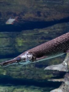 Discover The Largest Longnose Gar Ever Caught in Louisiana Picture