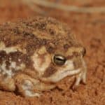 Desert rain frog